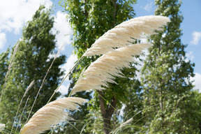 緑の芝生といくつかの野生の植物