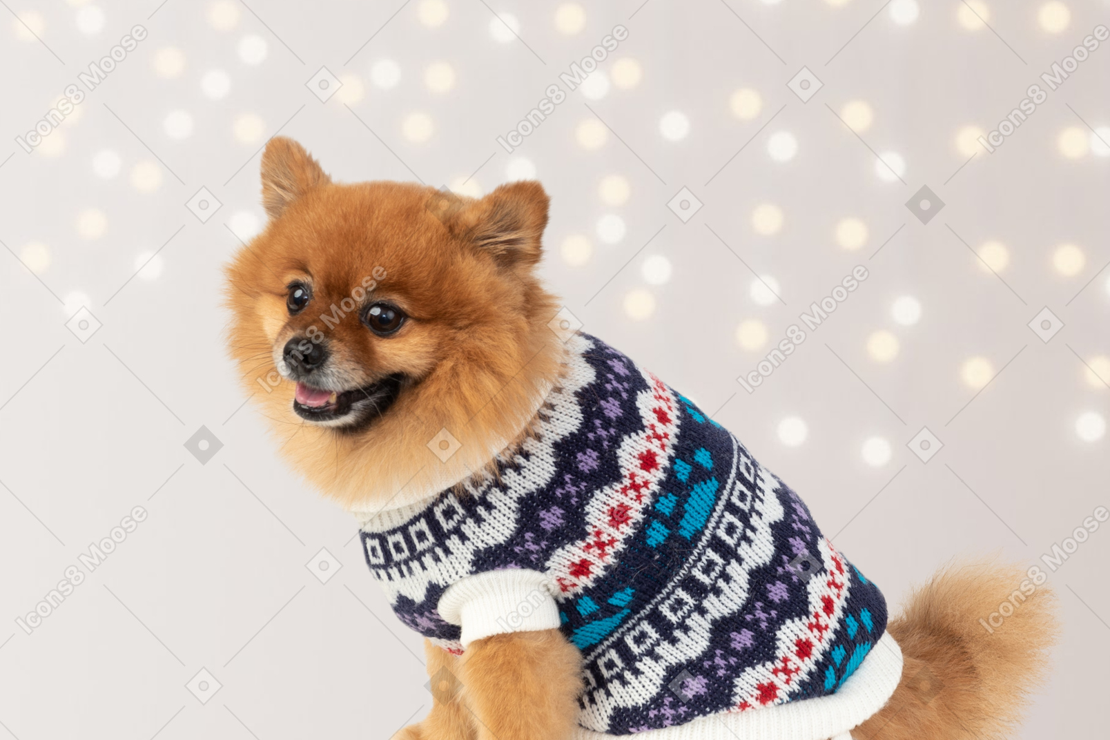 Fluffy dog in a christmas sweater