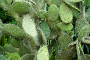 Cactus è una grande opzione per le foto