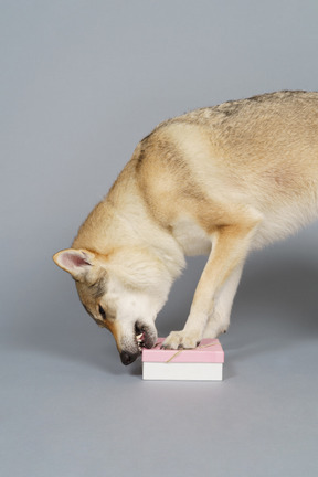 Крупный план волкоподобной собаки, кусающей коробку