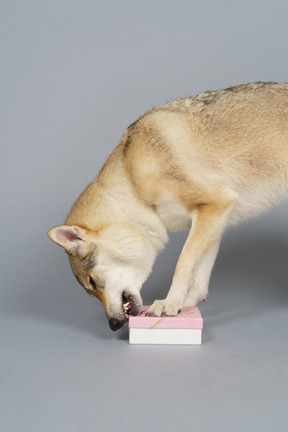 Close-up of a wolf-like dog biting a box