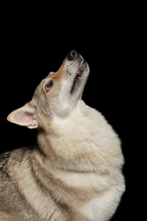 Purebred dog looking upwards on black background