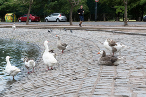 Patos sentados en el paseo marítimo