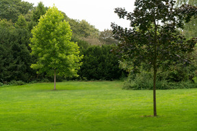 Trees in a park with green grass