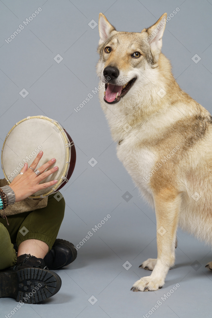 Close up of a dog and a person holding a drum