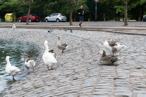 Geese walking on a pavement with a man jogging on the background