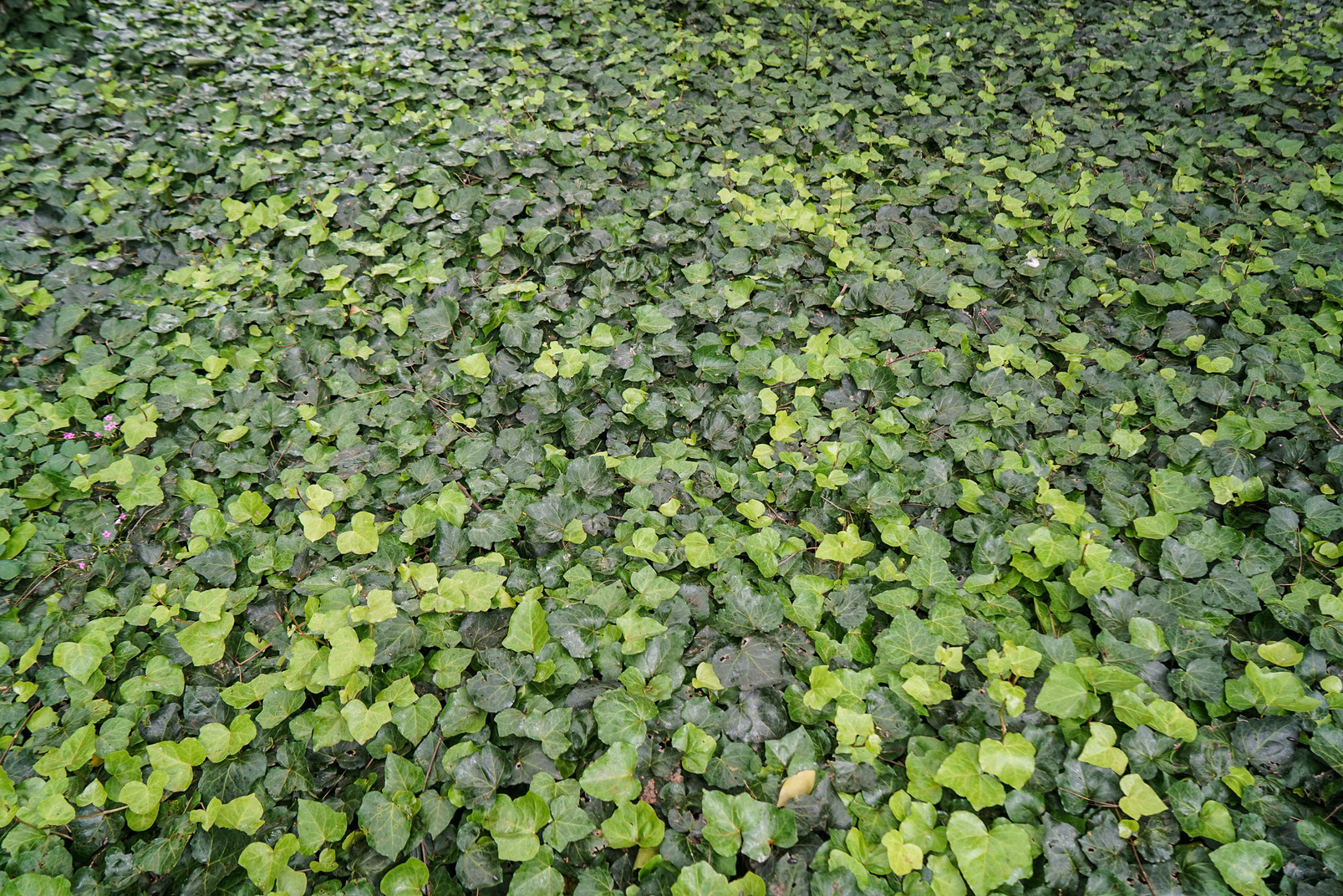Carpet of green leaves
