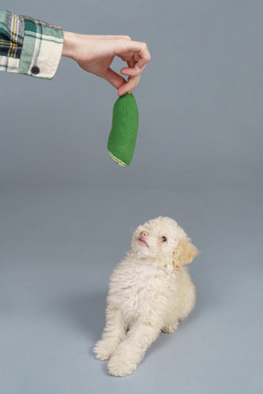 A man holding a toy and a curious tiny puppy