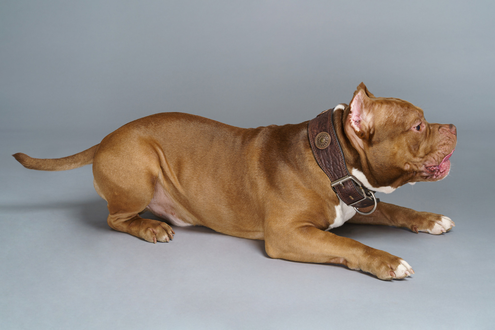 Seitenansicht einer liegenden bulldogge in einem hundehalsband, das schwanz anhebt