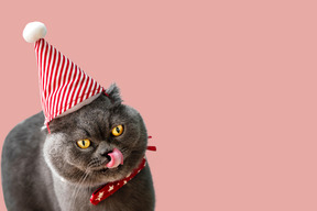 A gray cat wearing a red and white party hat
