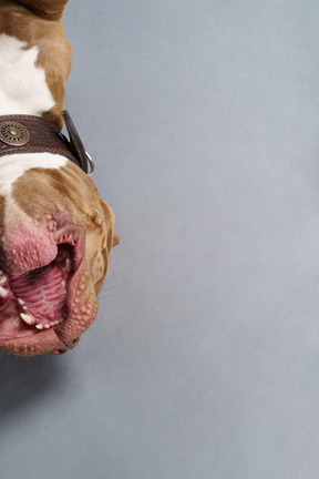 Close-up a brown bulldog lying on its back