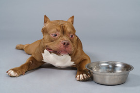 Full-length of a brown bulldog lying and looking into the steel bowl