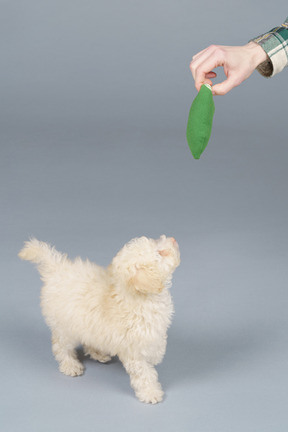 A man holding a toy and a curious tiny puppy