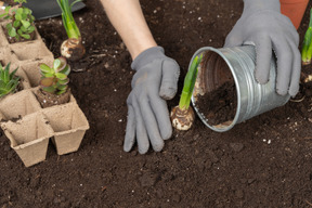 Mani umane in guanti che mettono una pianta nel terreno