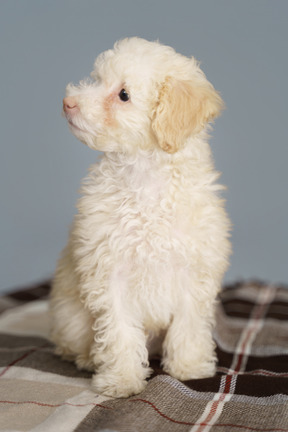 Front view of a cute poodle sitting on a blanket and looking aside