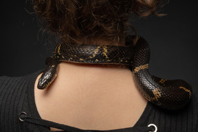 Black striped snake curving around young woman's neck