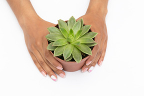 女性の手が鍋に多肉植物を保持