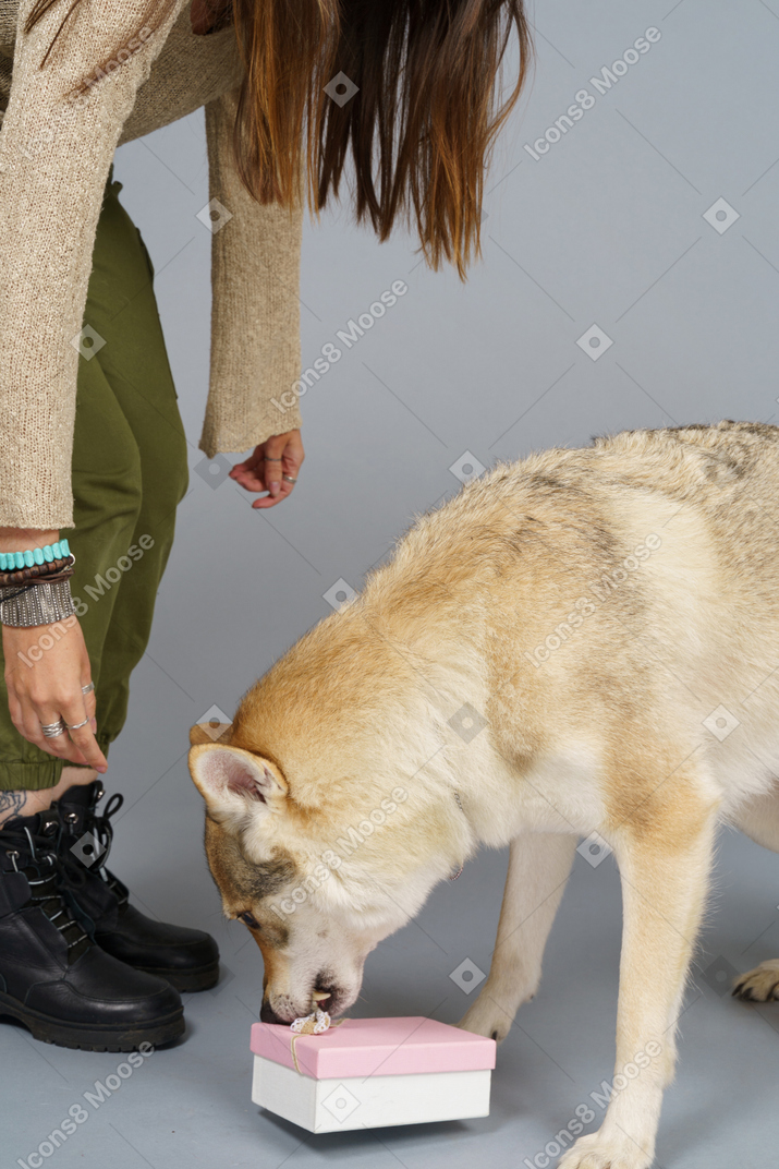 그녀의 늑대 같은 개에게 선물을 선물하는 젊은 여자의 근접