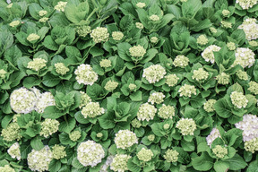 Alfombra de flores blancas