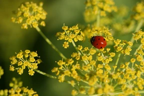 Insect