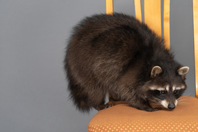 A raccoon sniffing a chair