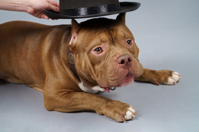 Poniendo un sombrero negro en un bulldog marrón mirando a un lado