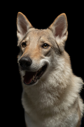 Deutscher schäferhund schaut aufmerksam zur seite