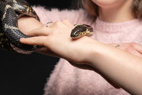 Serpiente negra a rayas que se curva alrededor de la mano de la mujer