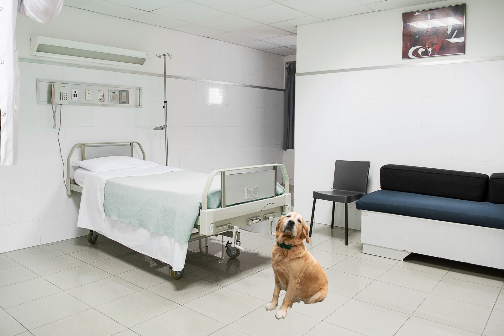 Dog in a modern hospital