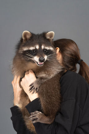 Süßer waschbär von einem mädchen gehalten