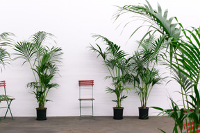 Zwei stühle umgeben von topfpflanzen