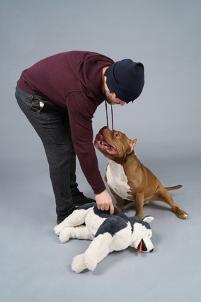 Full-length a brown bulldog and his male master playing with fluffy dog toy