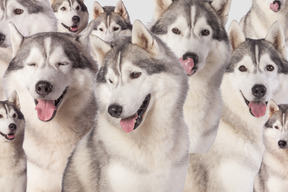 A group of husky dogs standing next to each other