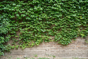 Ein bisschen natürlich an der mauer