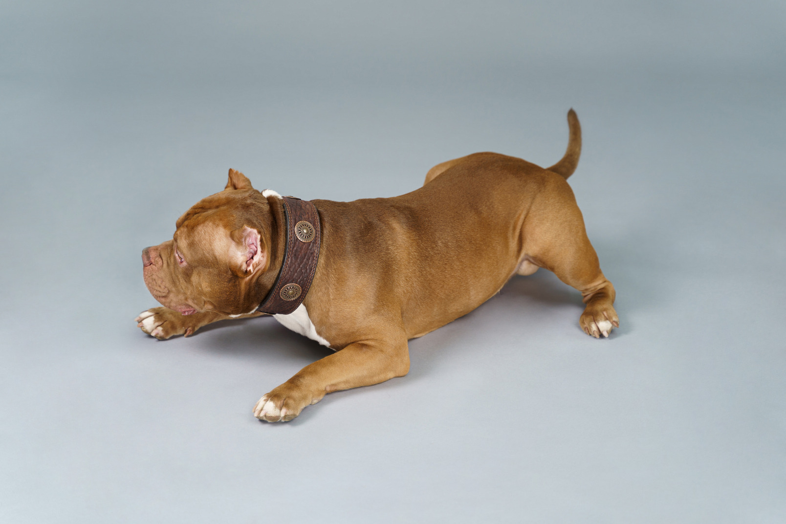 Close-up an active brown bulldog isolated on grey