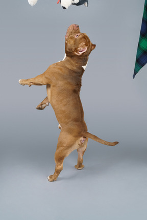 Dreiviertelansicht einer braunen bulldogge, die springt und einen spielzeughund fängt