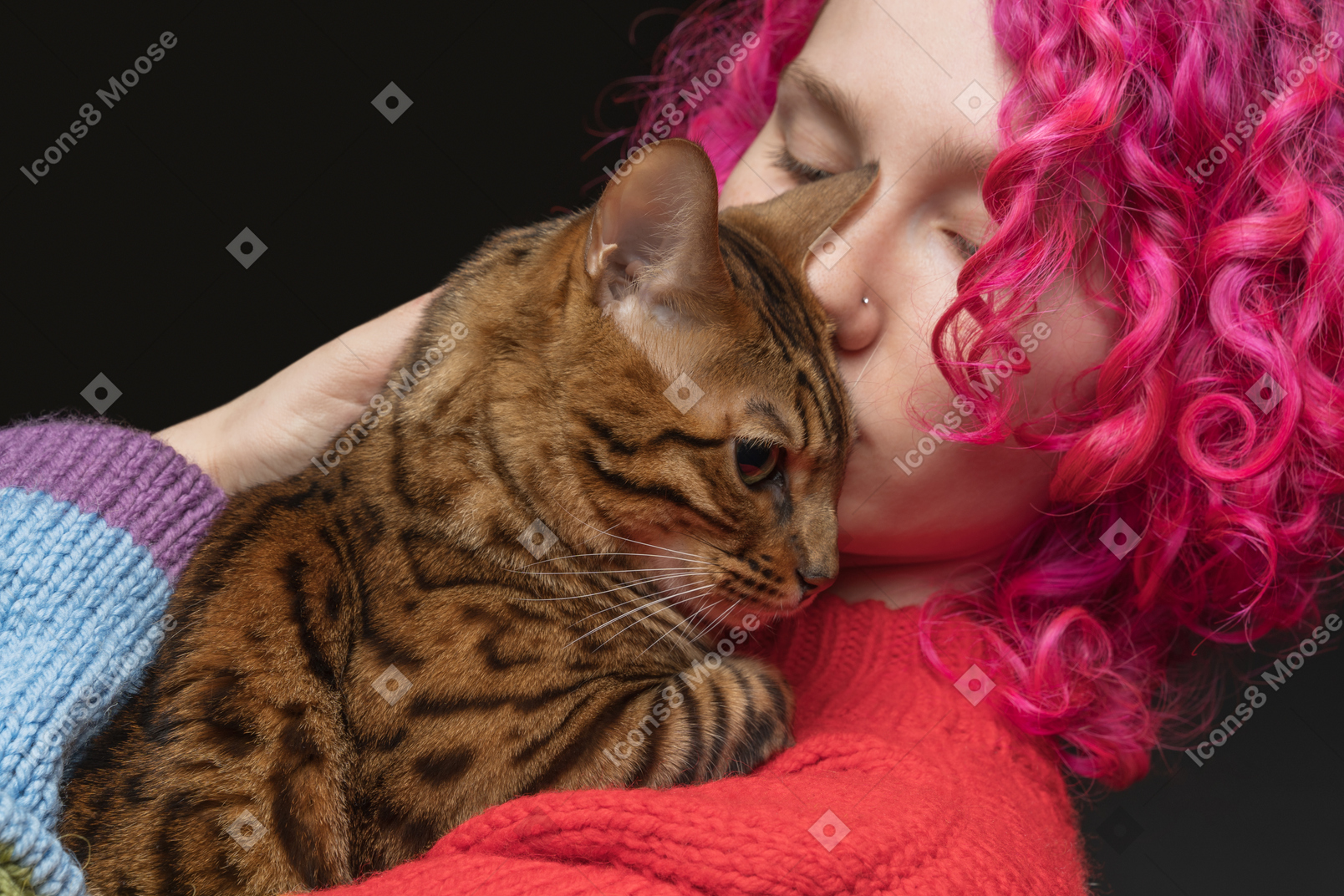 A bengal cat being kissed by its owner