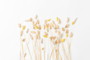 Yellow flowers on white background