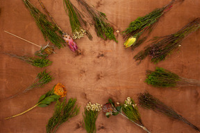 Surtido de plantas tropicales para la decoración del hogar.