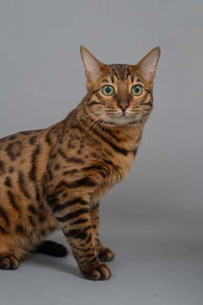 Nice bengal cat watching you