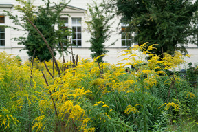 Pflanzen und bäume mit gebäude auf einem hintergrund