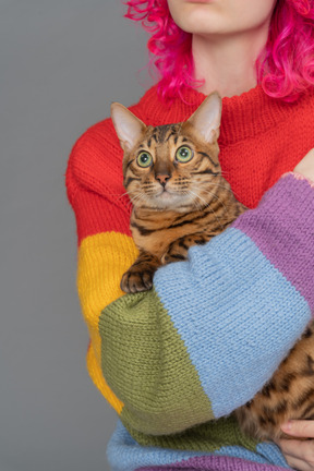 Um gato de bengala focado em algo curioso