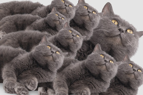 A group of grey cats
