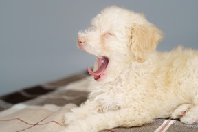 チェックの毛布の上に横たわってあくびをしている小さな子犬の側面図