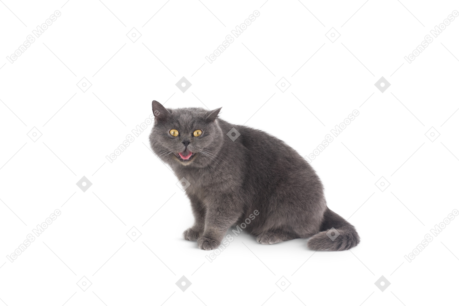 Gatto grigio che sembra arrabbiato