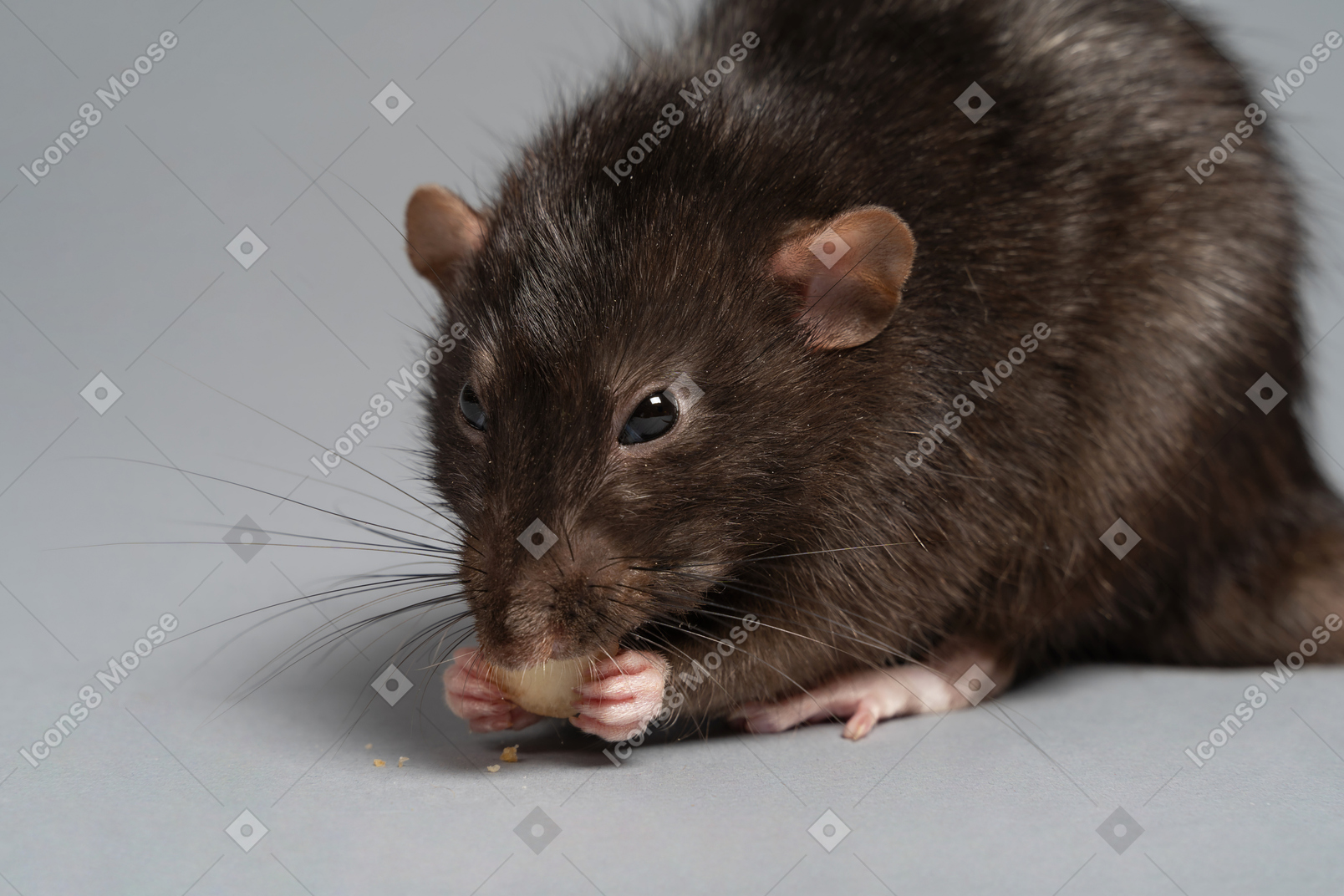 A nice fluffy pet rat crunching some food