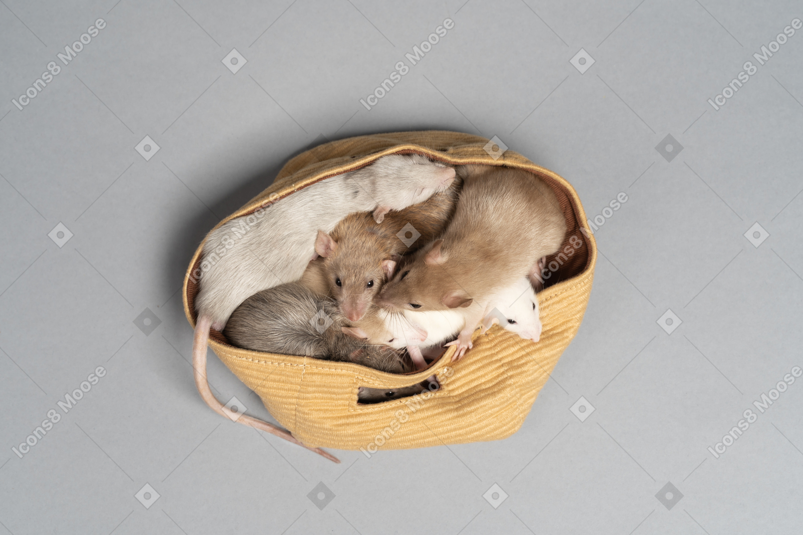 Varios ratones sentados en una bolsa de tela amarilla