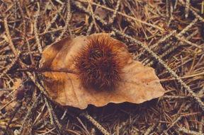 Naturaleza