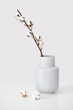 Cotton branch in a white ceramic vase