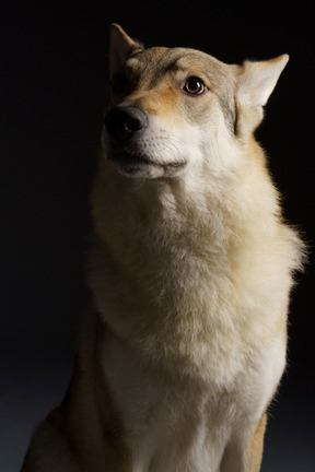 Close-up of a wolf-like dog looking up